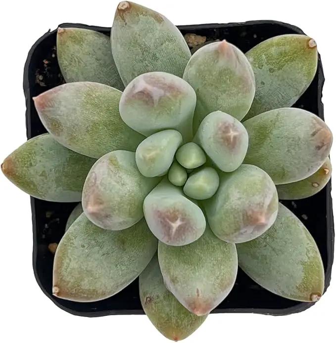 2" Rare Succulent x Pachyveria 'Angel's Finger', Live Succulents Plants Fully Rooted in Grower Pots, Unique Gift for Wedding Favor, Party Favor by GreenHaven Gardens