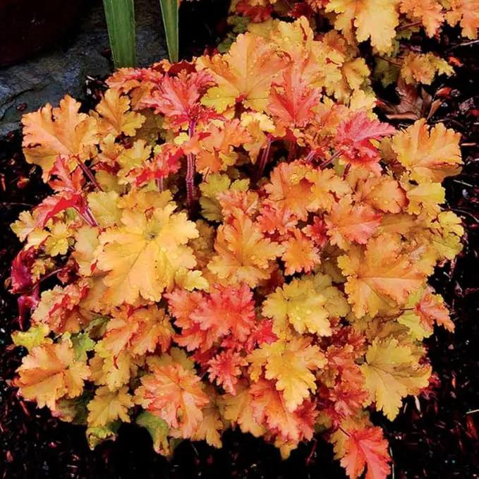2 Heuchera Live Plants, Coral Bells Red Oragne Yellow Heuchera Perennials for Outdoor Garden, Shade Border, Containers, 4-6” Tall Well-Rooted by GreenHaven Gardens