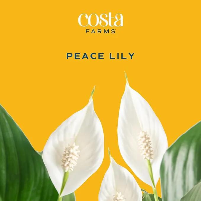 Costa Farms Spathiphyllum Peace Lily Live Indoor Plant, 3-Foot by GreenHaven Gardens