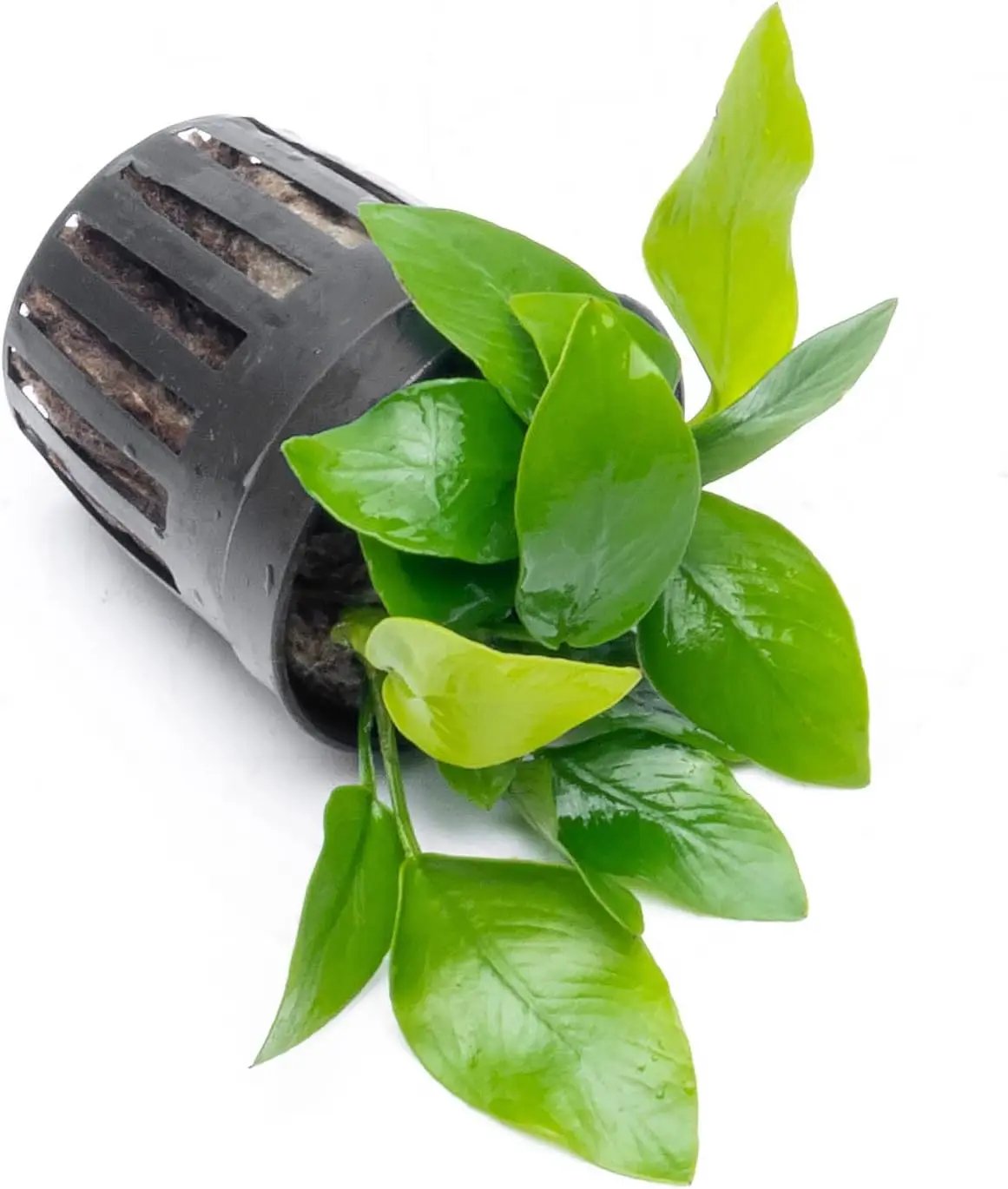 Anubias Live Aquarium Plants - Potted Freshwater Plant for Fish Tanks, Terrariums - Beginner Friendly Low Light (Nana Golden, 5 Pots) by GreenHaven Gardens