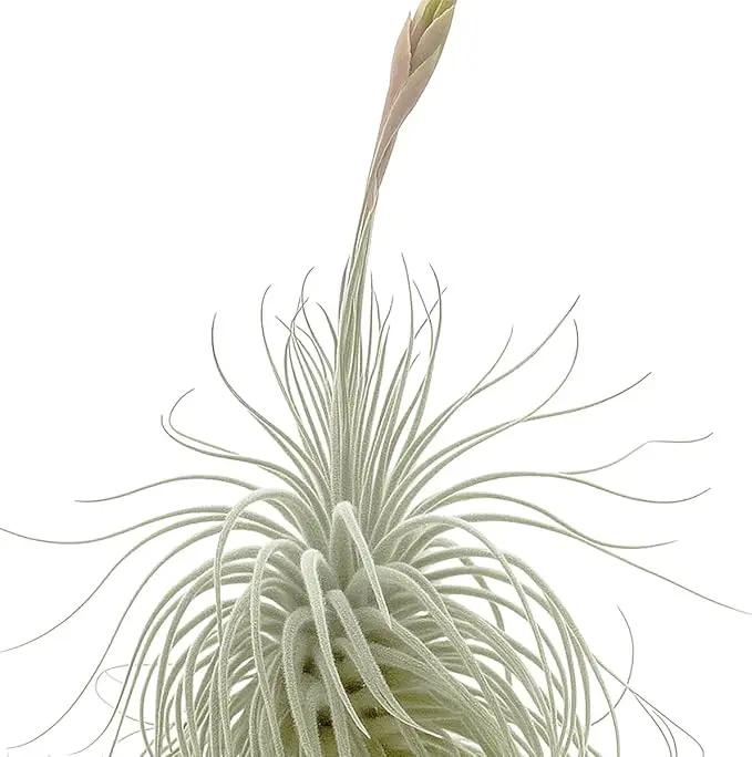 Live air Plant - Tillandsia Tectorum Air Plant 4-6" – 1ct – Unique Shape with Silvery Fuzz – Low Maintenance Houseplant – Perfect for Decor, Terrariums, Gifts - Live Arrival Guaranteed by GreenHaven Gardens