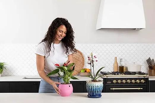 rePotme Slow Release Indoor Plant Food | Feed ME! Houseplant Time Release Fertilizer (18-6-8) | Feeds Your Plants Automatically by GreenHaven Gardens