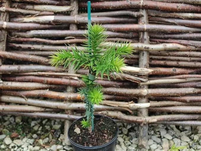 Premium Araucaria Potting Soil Mix - Perfect Balance of Nutrients, Drainage, and Aeration for Healthy Araucaria Trees - 10 Quart by GreenHaven Gardens
