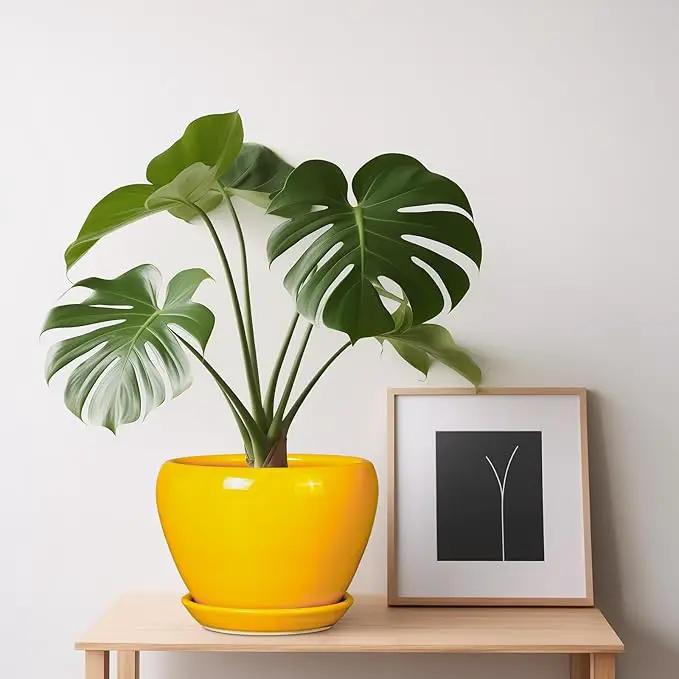 Ceramic Pot for Plants - 6 Inch Plant Pot Glaze Modern Decorative Round Planter with Drainage Hole and Saucer for Home Patio Room Office House Decor, Yellow by GreenHaven Gardens