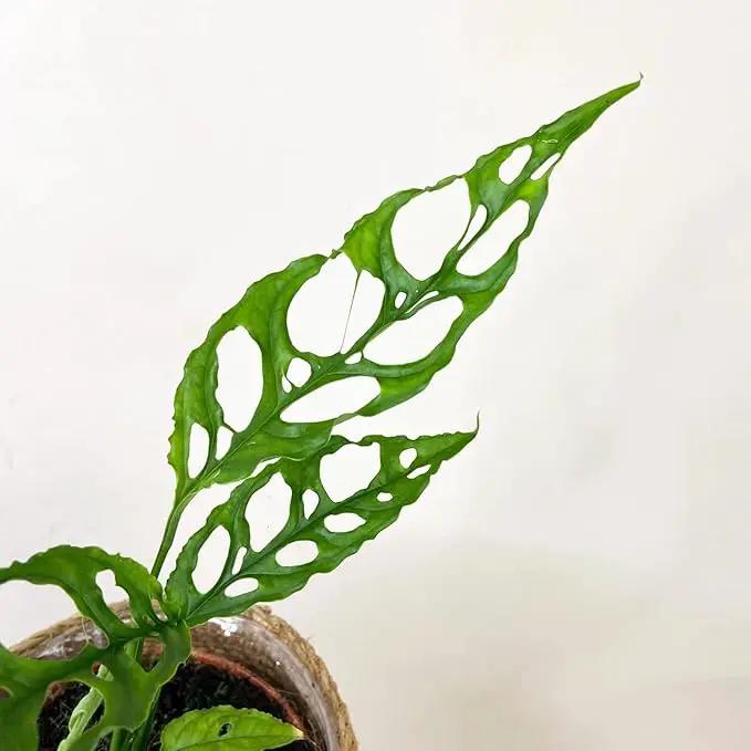 Expertly Formulated Monstera Obliqua Soil Mix - Strong and Healthy Roots by Gardenera - 2 Quart by GreenHaven Gardens