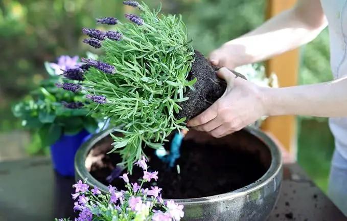 Organic Moisture Control Potting Mix - Absorbs 33% More Water Than Basic Potting Soil - 1 Quart by GreenHaven Gardens