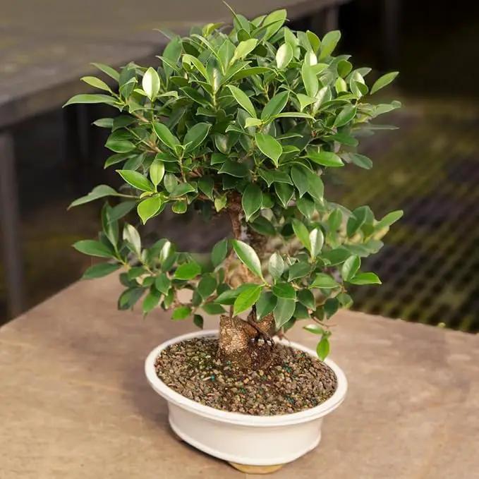 Brussel's Bonsai Live Golden Gate Ficus Indoor Bonsai Tree - Large, 10 Years, 16 to 20 In - Live Bonsai Tree in Ceramic Bonsai Pot by GreenHaven Gardens