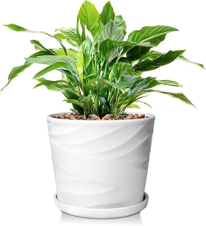 8 Inch Plant Pot, Ceramic Planter with Drainage and Saucer, Ceramic Pots for Plants, Indoor Plant pots,Succulent Orchid Flower Pot(Pure White) by GreenHaven Gardens