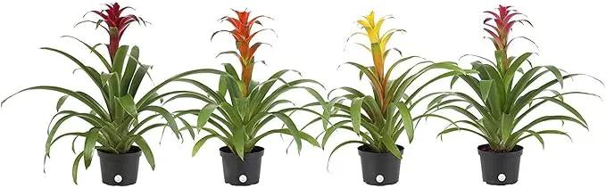 Costa Farms Live Bromeliad Indoor Tabletop Plant in 6-Inch Grower's Pot, Grower's Choice - Red, Pink, Orange, Yellow by GreenHaven Gardens