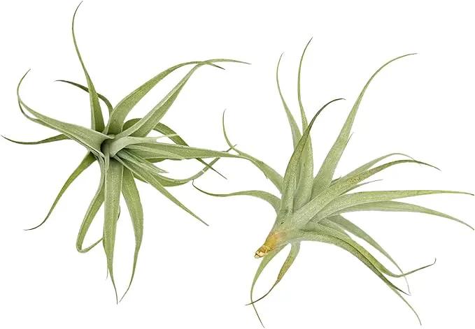Live Air Plants - Tillandsia Albida 3-5" - 1ct – ragnaroc Live Indoor Plant - Live Arrival Guaranteed - House Plants for Home Decor & Gift by GreenHaven Gardens