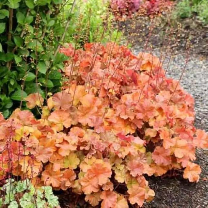 2 Heuchera Live Plants, Coral Bells Red Oragne Yellow Heuchera Perennials for Outdoor Garden, Shade Border, Containers, 4-6” Tall Well-Rooted by GreenHaven Gardens