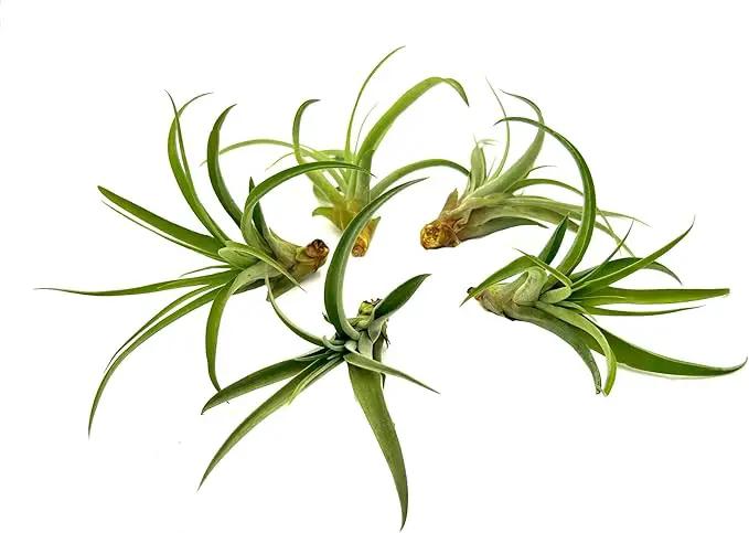 Air Plants - Tillandsia Capitata (Peach), Large 5-7” - 5 ct - Live Arrival Guaranteed - House Plants for Home Decor & Gift by GreenHaven Gardens