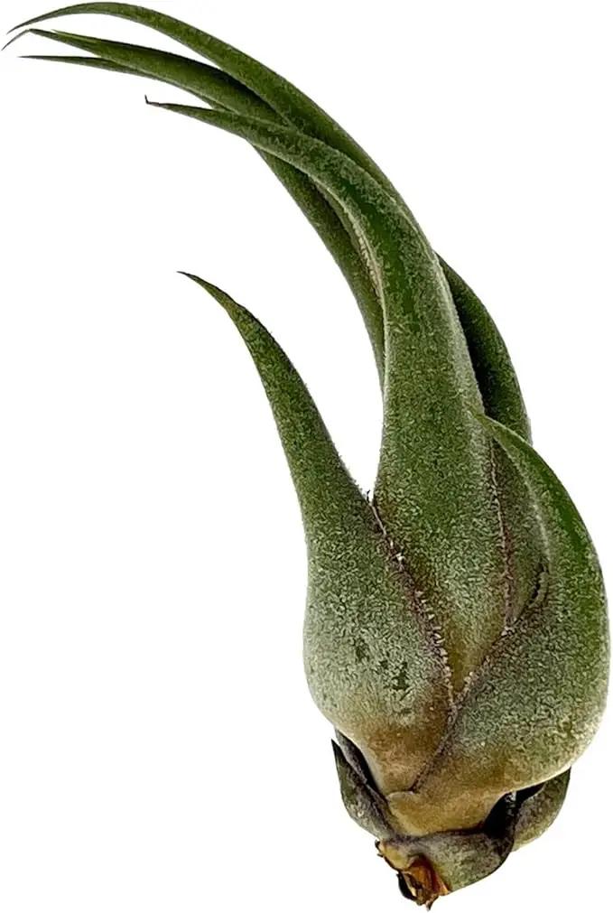 Air Plants - Tillandsia Seleriana, Large 4-6" - 2ct - Live Arrival Guaranteed - House Plants for Home Decor & Gift by GreenHaven Gardens