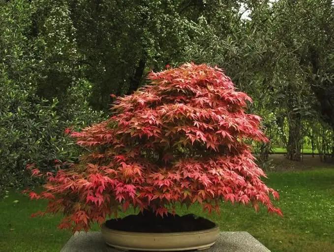 Red Japanese Maple Trees 2-Pack – Live Plants, 2-3 Ft Tall, Stunning Foliage by GreenHaven Gardens