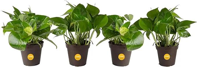 Costa Farms Live Pothos Plant (Pack of 4) - Easy Grow Vining Live Indoor Houseplant, Air Purifying Trailing Plant in Plant Pots, Housewarming Gift, Room, Home Decor, 10-12 Inches Tall by GreenHaven Gardens