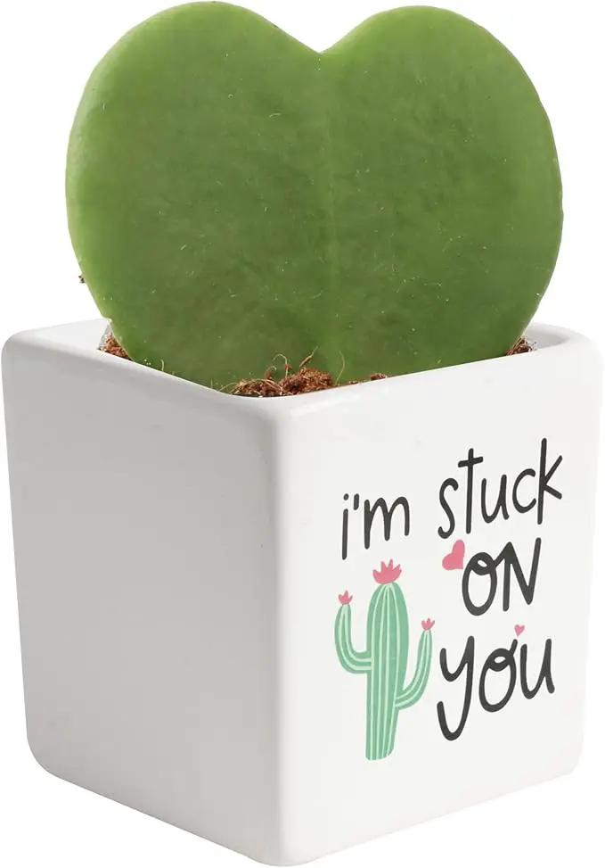 Costa Farms Hoya Heart Live Plant, Succulent-Like Houseplant in Cute Decor Plant Pot, Potting Soil, 5-Inches Tall | Valentines Day Gift | Valentines Day Decoration by GreenHaven Gardens