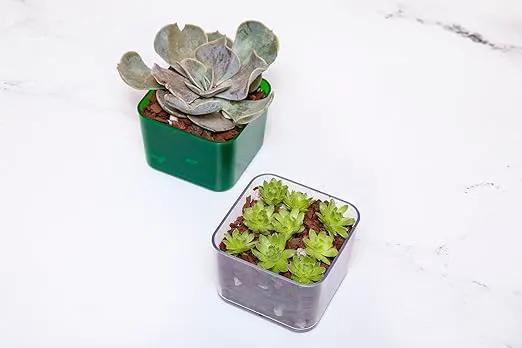 rePotme Cactus & Succulent Food - Feed ME! Fertilizer (8 Oz), Makes 96 Gallons of Fertilizer by GreenHaven Gardens