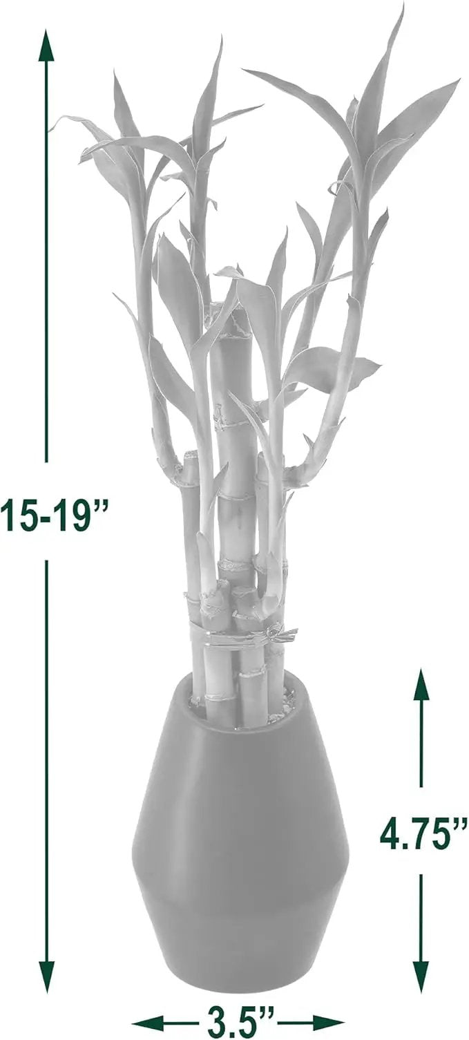 Arcadia Garden Products 5-Stem Lucky Bamboo, Live Indoor Plant in Dimension II Ceramic Planter for Home, Work, or Gift, Tan ***Cannot Ship to Hawaii*** by GreenHaven Gardens