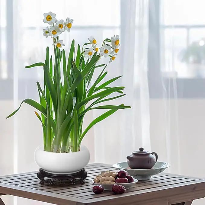 Ceramic Chinese Pot with Base White Water Lily Bowl 6Inch Porcelain Lotus Pot Jardiniere Planter Oriental Fish Bowl Bonsai Vase by GreenHaven Gardens