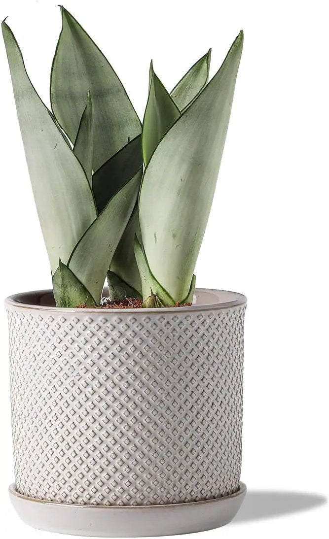5.8 Inch Plant Pots: Ceramic Planter with Drainage Hole & Saucer - Flowerpot for Indoor & Outdoor Plants - Beaded Embossed Design White - with Separate Tray by GreenHaven Gardens