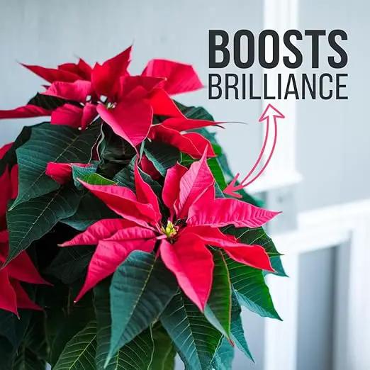 Poinsettia Plant Fertilizer - 3-1-2 NPK - Organic Liquid Plant Food for Christmas Flowers and Trees - 8oz Concentrate by GreenHaven Gardens