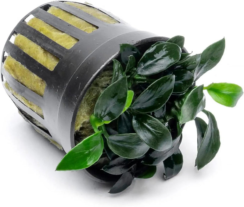 Anubias Live Aquarium Plants - Potted Freshwater Plant for Fish Tanks, Terrariums - Beginner Friendly Low Light (Jungle Star, 1 Pot) by GreenHaven Gardens