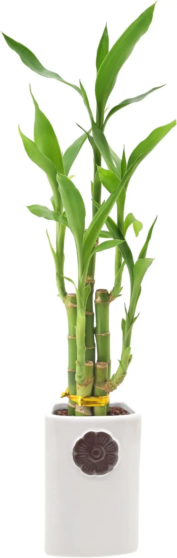 5-Stem Lucky Bamboo, Live Indoor Plant in Contour II Ceramic Planter for Home, Work, or Gift, White ***Cannot Ship to Hawaii*** by GreenHaven Gardens
