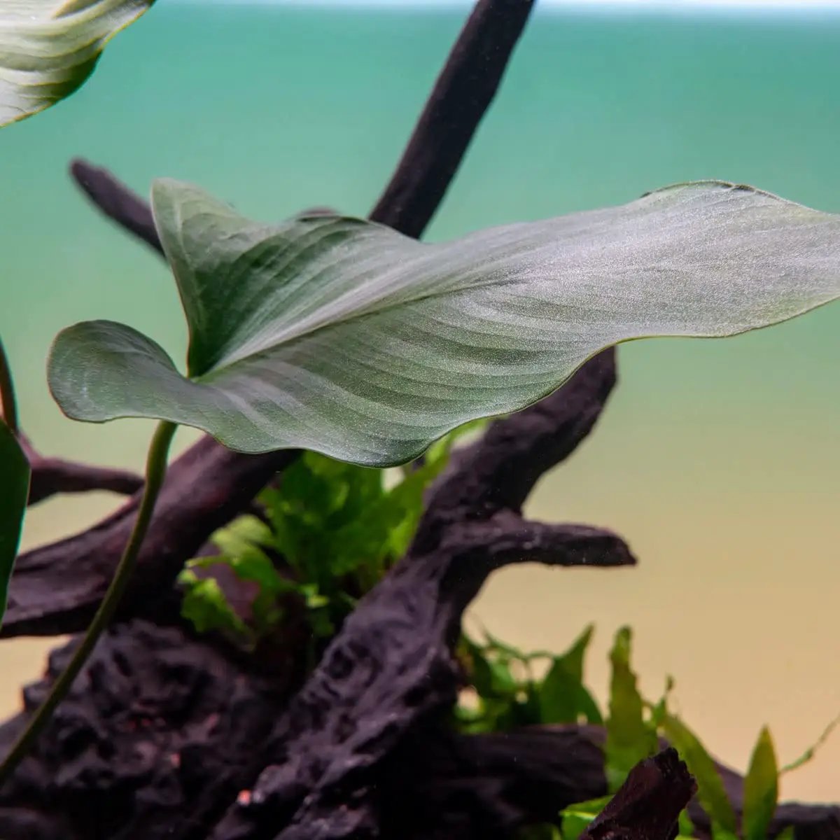 Anubias Live Aquarium Plants - Potted Freshwater Plant for Fish Tanks, Terrariums - Beginner Friendly Low Light (Hastifolia, 1 Pot) by GreenHaven Gardens