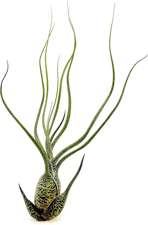 Live Air Plants - Tillandsia Butzii, Jumbo 7-9" - 2ct - Live Arrival Guaranteed - House Plants for Home Decor & Gift by GreenHaven Gardens