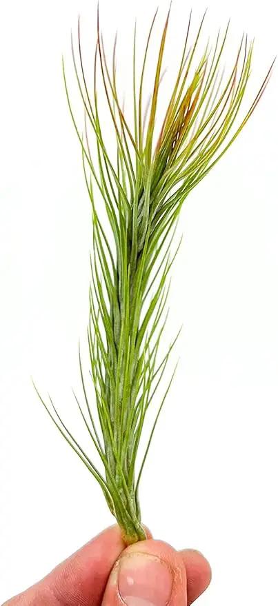 Air Plants - Tillandsia Funckiana Hybrid, Large 5-7" - 3ct - Live Arrival Guaranteed - House Plants for Home Decor & Gift by GreenHaven Gardens
