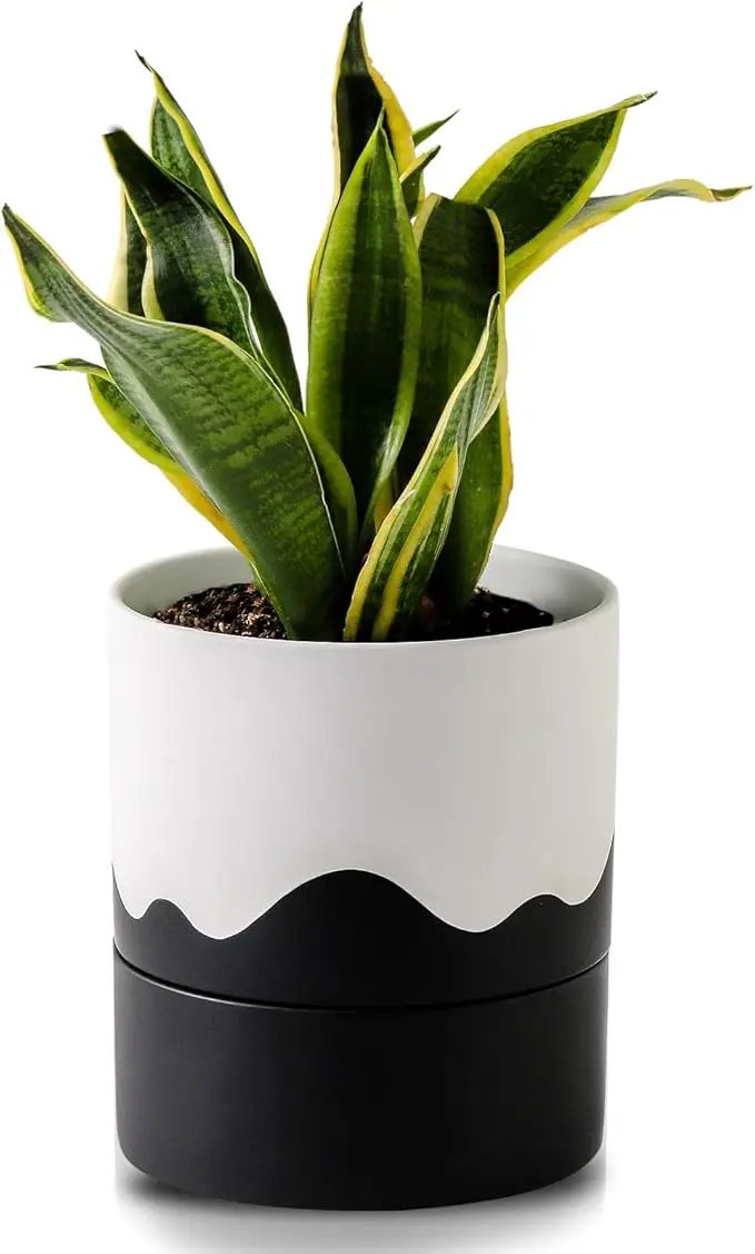 Nihow Self Watering Plant Pot: 6 Inch Ceramic Planter with Drainage Hole & Water Storage Plus for Indoor & Outdoor Plants - Cylinder Round Flower Pot for Succulent/Herbs/Violets - White & Wave Black by GreenHaven Gardens