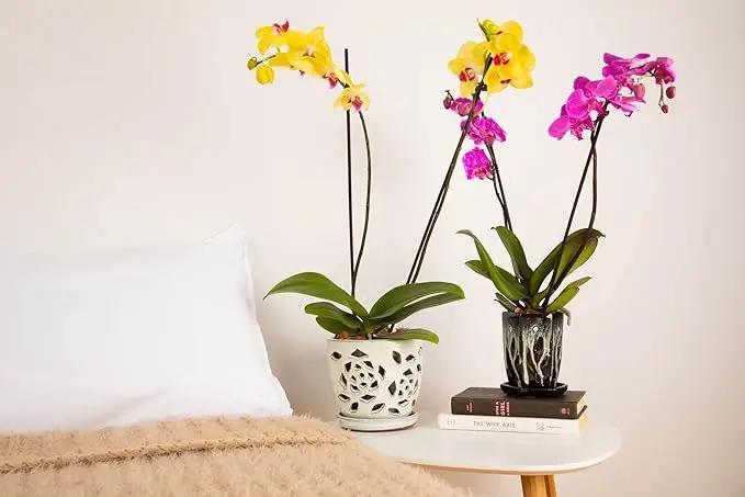 rePotme Orchid Pot, 4 x 6 inch Hexagon Ceramic Orchid Pot with Holes and Matching Saucer (Teal Jade) by GreenHaven Gardens