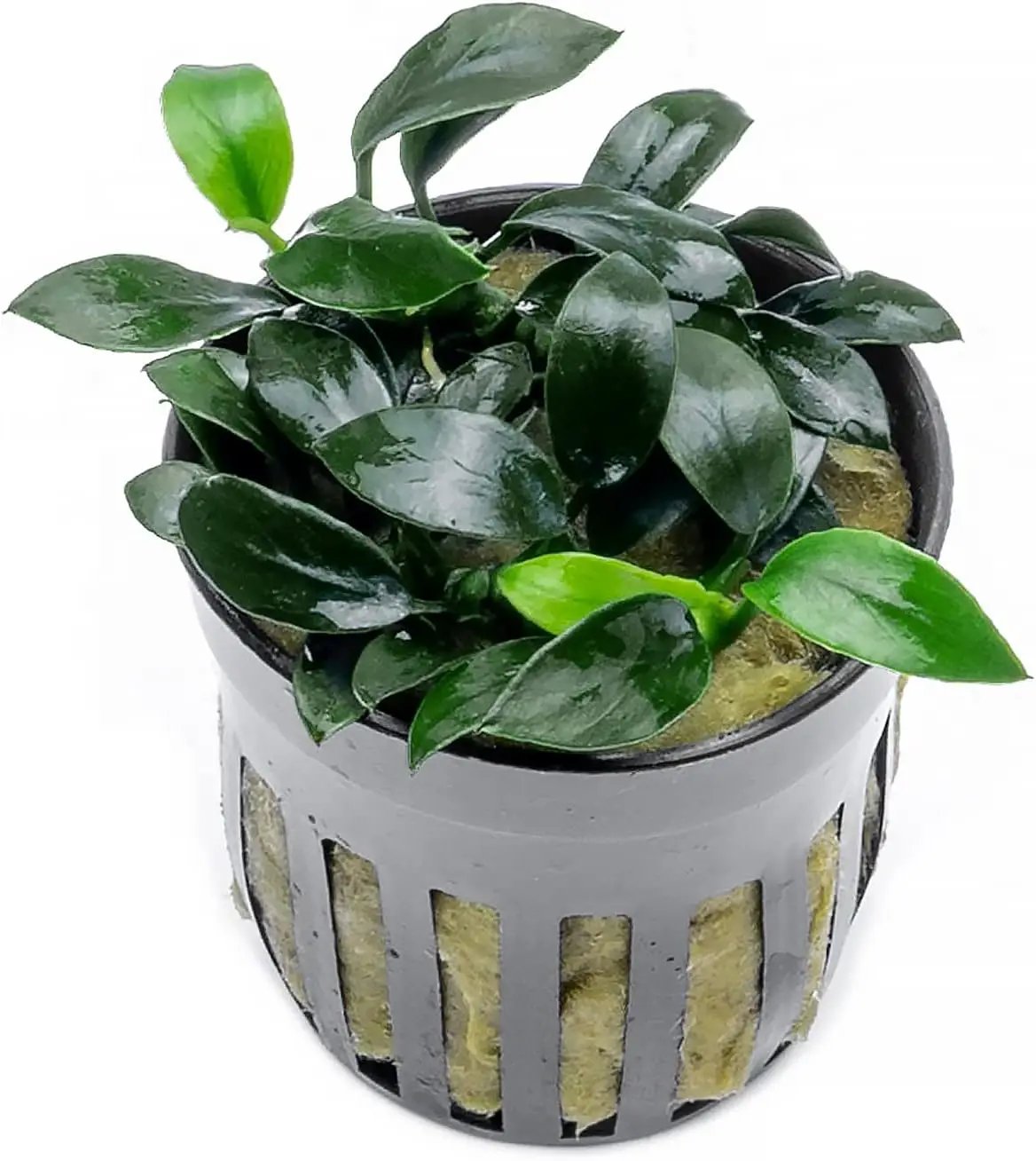 Anubias Live Aquarium Plants - Potted Freshwater Plant for Fish Tanks, Terrariums - Beginner Friendly Low Light (Jungle Star, 1 Pot) by GreenHaven Gardens