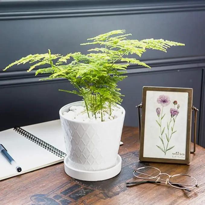 Plant Pots Indoor –5 inch Ceramic Flower Pot with Drainage Hole and Ceramic Tray - Gardening Home Desktop Office Windowsill Decoration Gift, Set of 4 - Plants NOT Included (White) by GreenHaven Gardens