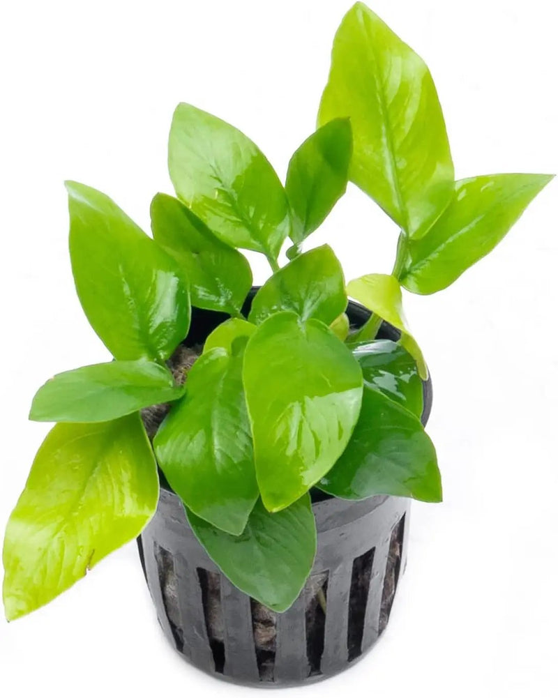 Anubias Live Aquarium Plants - Potted Freshwater Plant for Fish Tanks, Terrariums - Beginner Friendly Low Light (Nana Golden, 5 Pots) by GreenHaven Gardens