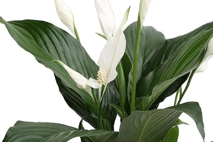 Costa Farms Spathiphyllum Peace Lily Live Indoor Plant in in Premium Scheurich Ceramic Planter, 15-Inch by GreenHaven Gardens