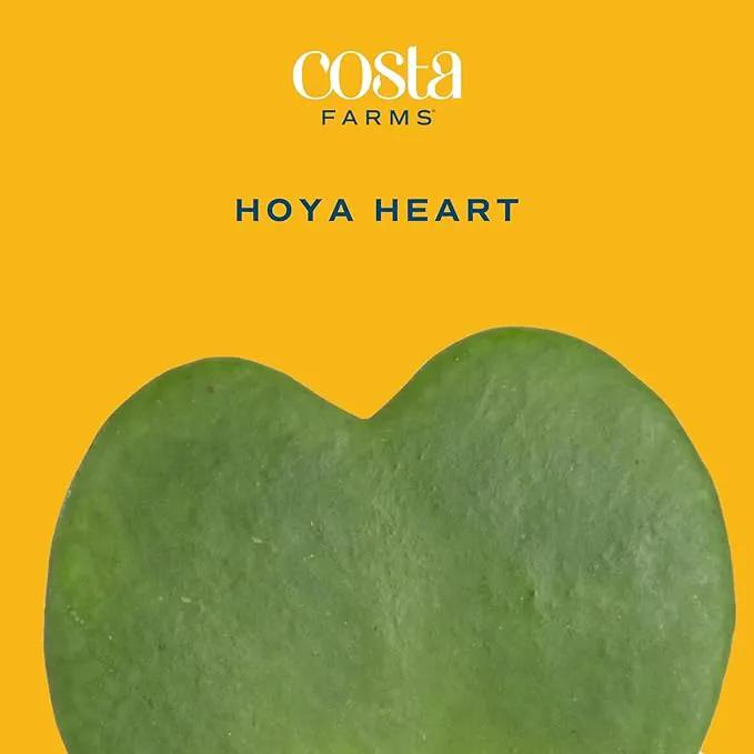 Costa Farms Hoya Heart Live Plant, Succulent-Like Houseplant in Cute Decor Plant Pot, Potting Soil, 5-Inches Tall | Valentines Day Gift | Valentines Day Decoration by GreenHaven Gardens