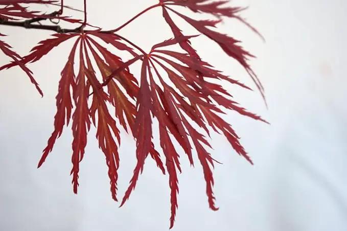 Red Dragon Weeping Japanese Maple - 3 Year Live Plant by GreenHaven Gardens