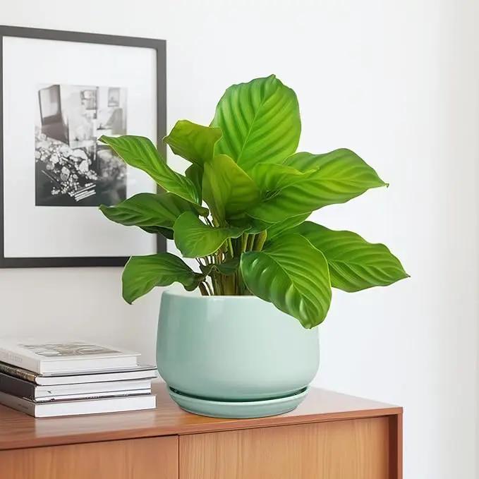 G EPGardening Ceramic Plant Pots - 7 Inch Planter for Indoor Outdoor Plants, Ceramic Planter with Drainage and Saucer, Round Modern Flower Pots, House Decor, Gift for Men Women, Green by GreenHaven Gardens