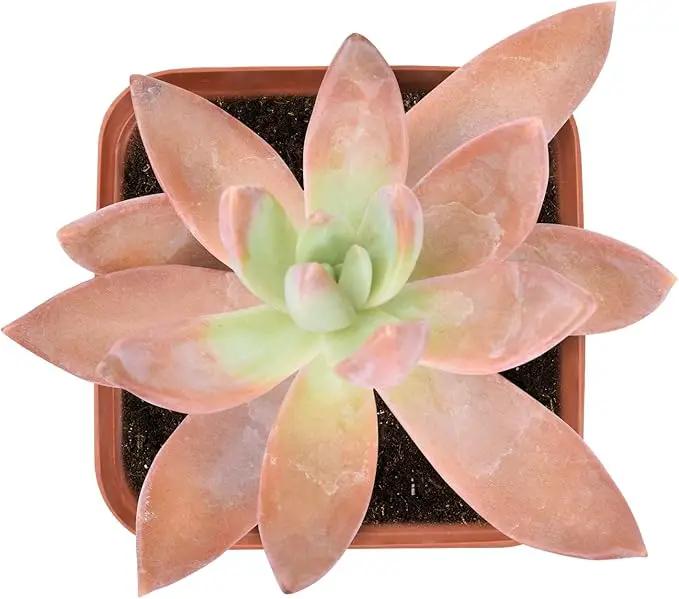 Live Succulent Sedum adolphi, Approx 2-inch Large, Potted Succulents, Fully Rooted, Easy Care House Plants by GreenHaven Gardens