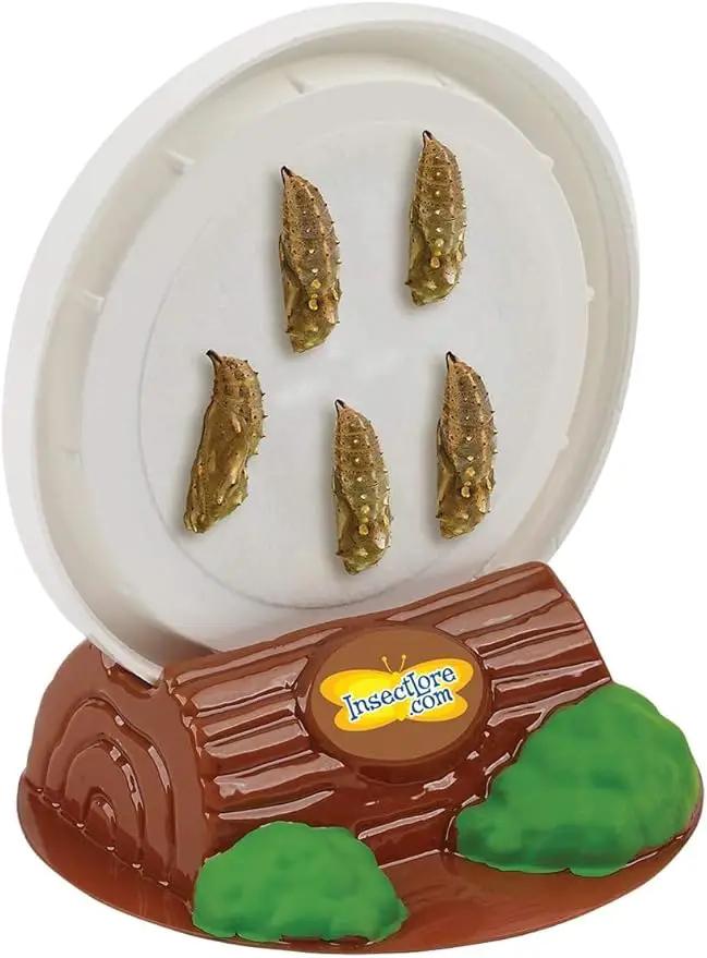 Insect Lore Butterfly Garden with 5 Live Baby Caterpillars - STEM Activity Journal, Habitat, Chrys-A-Lid Holder and Feeder Included | Raise and Release Painted Lady Butterflies by GreenHaven Gardens