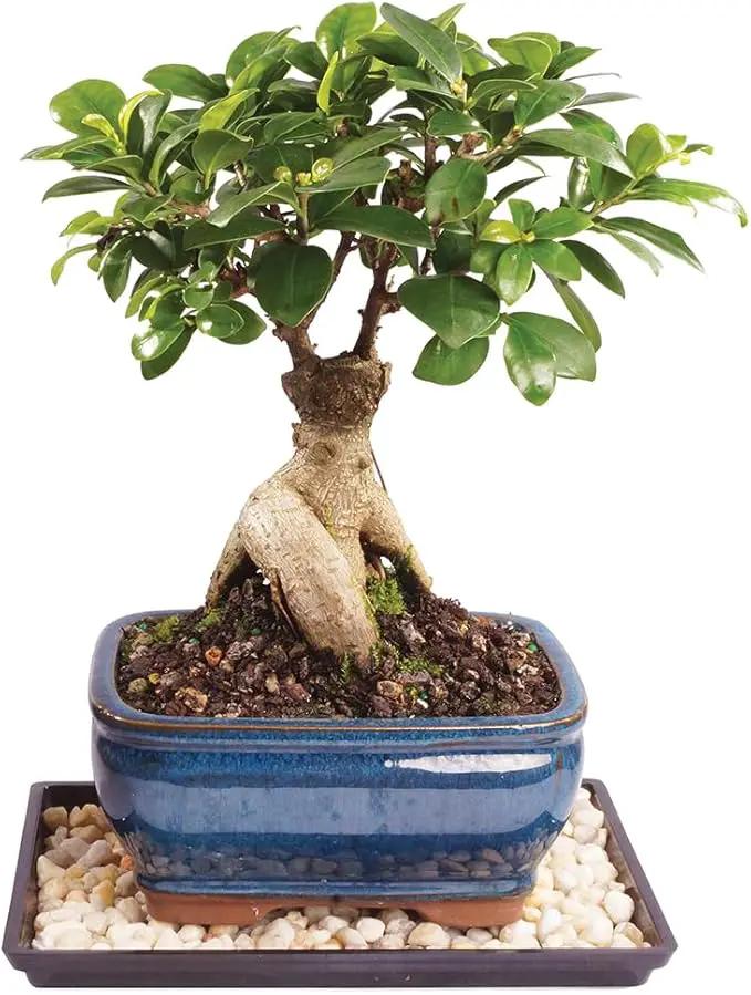 Brussel's Bonsai Live Ginseng Grafted Ficus Indoor Bonsai Tree - Small, 4 Years, 6 to 8 In - Live Bonsai Tree in Ceramic Bonsai Pot and Humidity Tray by GreenHaven Gardens