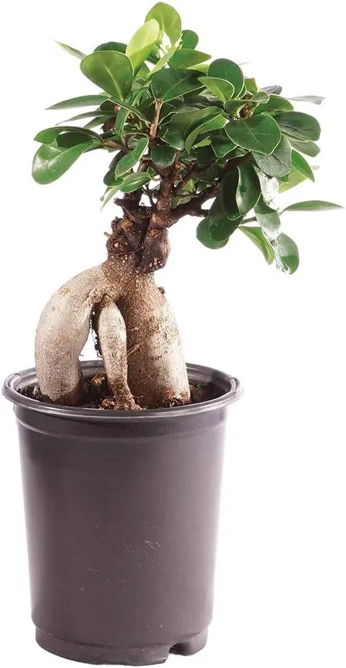 Brussel's Bonsai Live Gensing Grafted Ficus Indoor Bonsai Tree-4 Years Old 6" to 8" Tall with Plastic Grower Pot, Small, Blank by GreenHaven Gardens