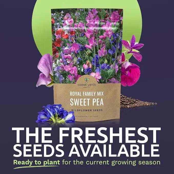 Sweet Pea Seeds Royal Mix - Bulk 1/4 Pound Bag - Over 1,400 Seeds - Large Fragrant Lavender, Purple, Red, Pink and White Blooms by GreenHaven Gardens