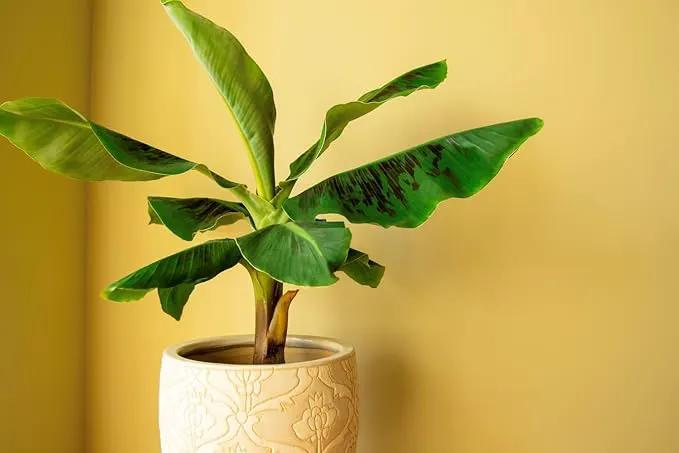 Banana Tree Potting Soil - All-Natural Blend for Thriving Banana Trees - Promotes Deep Root Penetration and Optimal Nutrient Uptake (10 Quart) by GreenHaven Gardens