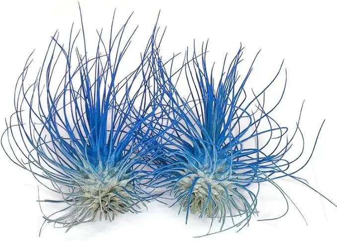 Thin Air Plant, Guatemala Tillandsia Live Airplant, Healthy Arrival Guaranteed, Great Indoor Plant, Home Decor & Gift (2 Blue) by GreenHaven Gardens