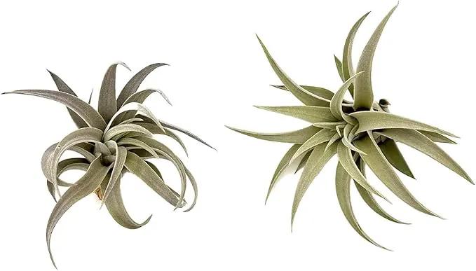 Air Plants - Flowering Tillandsia Harrisii, Large 3-5" - 2ct - Live Arrival Guaranteed - House Plants for Home Decor & Gift by GreenHaven Gardens