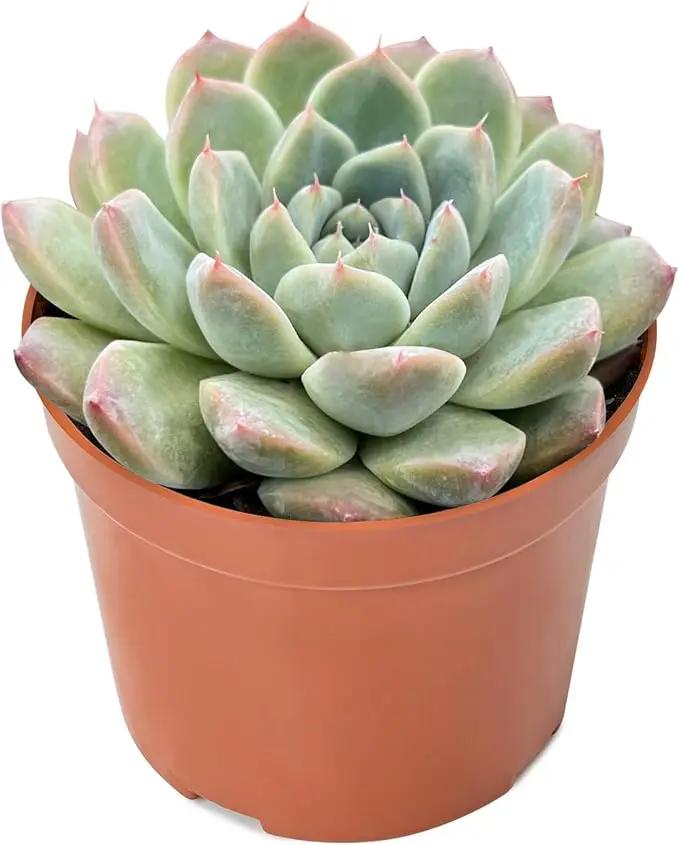 Live Succulent Plants Echeveria 'Albus Beauty', Easy Care Potted Succulents, Approx 4" D x 4" H, Indoor Houseplant, Unique Gifts, Home Office Décor by GreenHaven Gardens