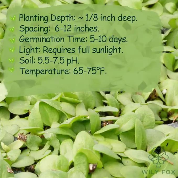 Premium Prunella Vulgaris Seeds - 700+ Non-GMO Self Heal Herb Seeds for Planting - Heirloom Medicinal Herb, Attracts Pollinators - Easy to Grow for Garden, Indoors or Outdoors (Prunella vulgaris) by GreenHaven Gardens