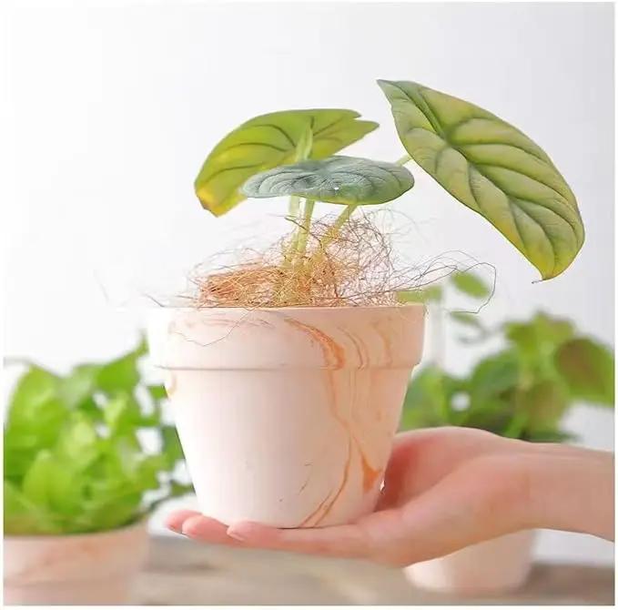 Random Mood Macchiato Terracotta Plant Pots – Handmade 6-Inch Clay Ceramic Flower Pots with Drainage Holes, Set of 3 – Ideal for Indoor & Outdoor Orchids by GreenHaven Gardens
